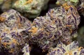 Purple Punch Buds